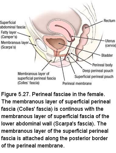 Electronic Dissection Manual Pelvis And Perineum